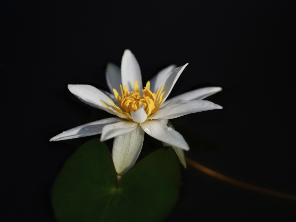 午後2時の花　ヒツジグサ