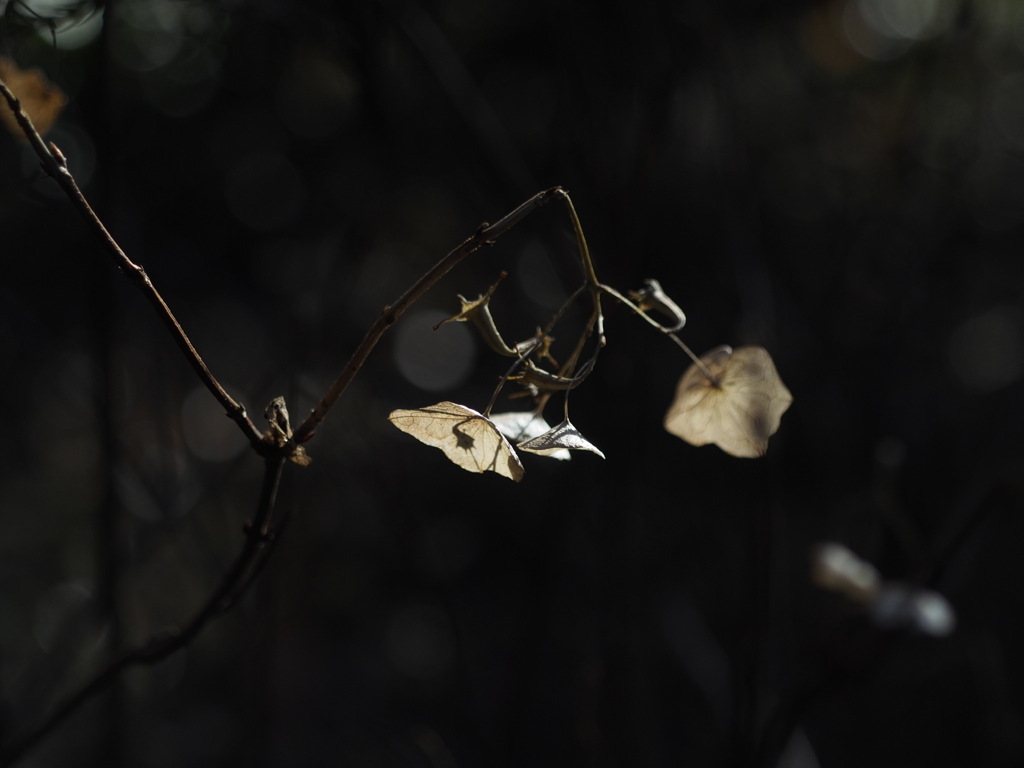 バイカアマチャ