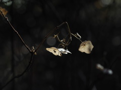 バイカアマチャ