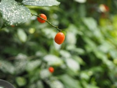 宇治市植物公園　温室にて