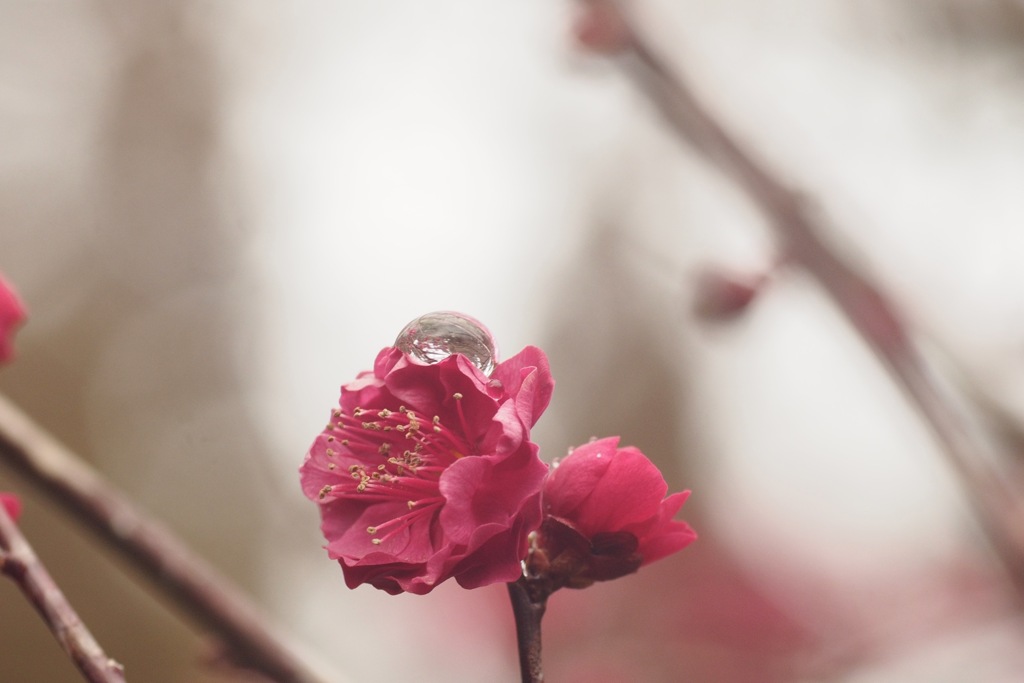 水滴の中の梅林
