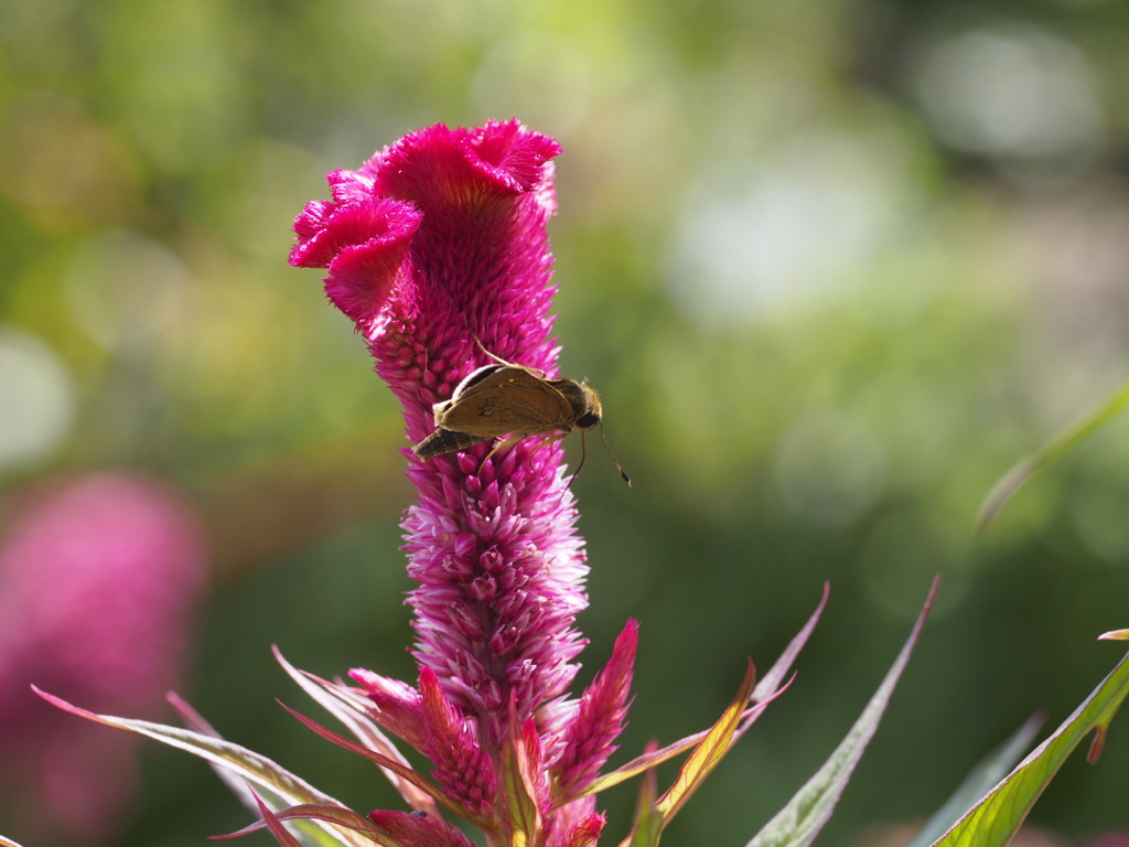 ケイトウとセセリ君
