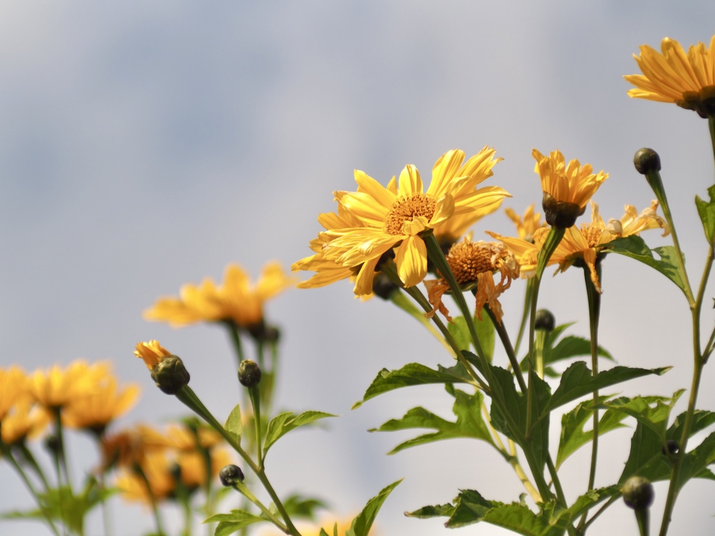 空高く　ニトベギク