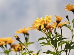 空高く　ニトベギク