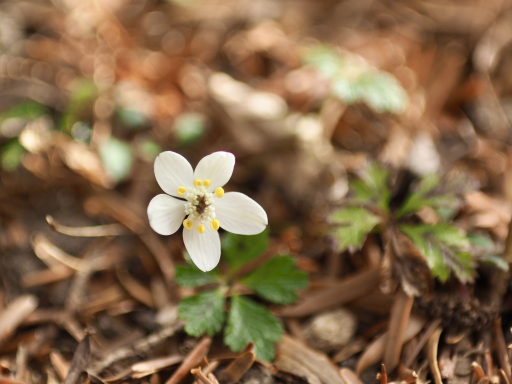 バイカオウレン
