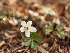 バイカオウレン