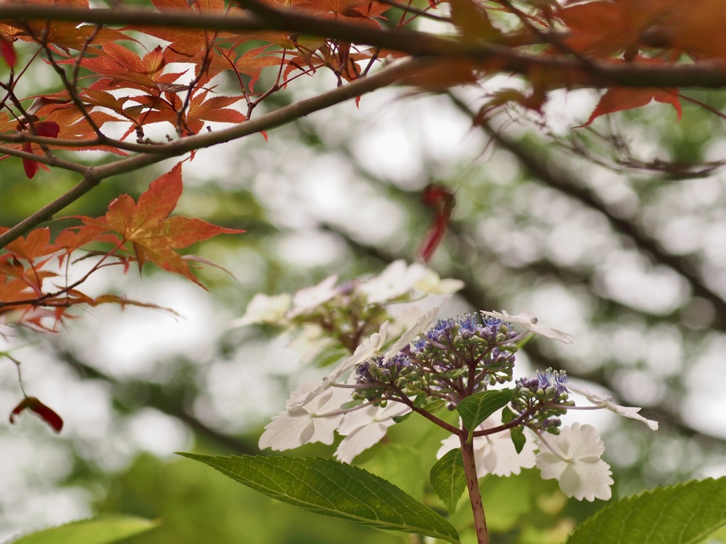 モミジとアジサイ