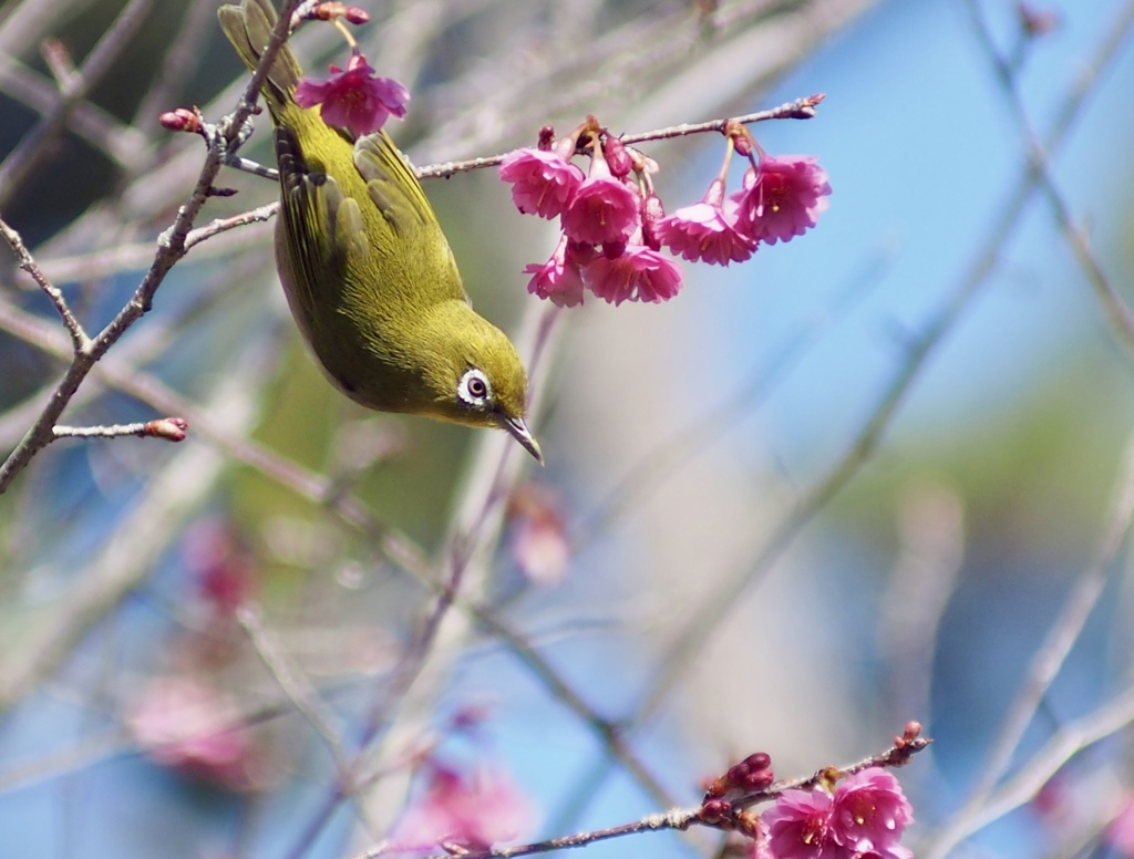 花の蜜大好きメジロさん