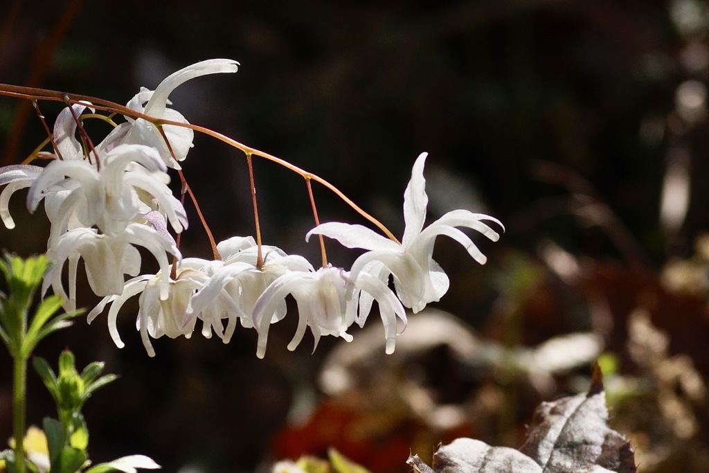 花言葉は旅立ち