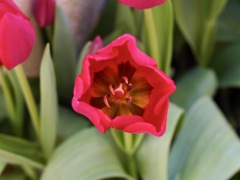 赤いチューリップ