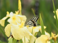 キショウブとナミアゲハ