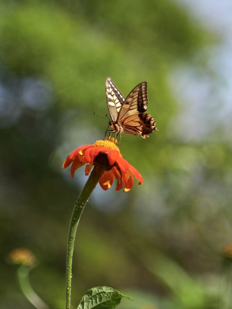 秋空にキアゲハ