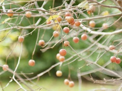 オオウラジオの実