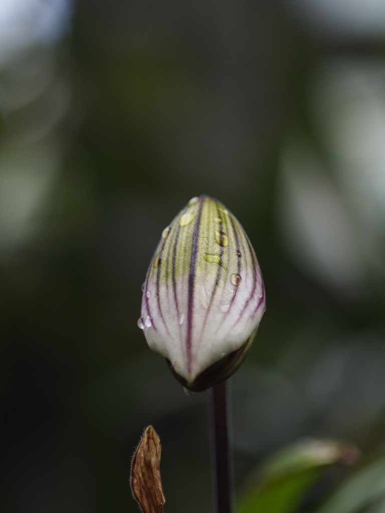 ハシビロコウじゃないよね？