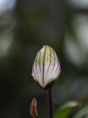 ハシビロコウじゃないよね？