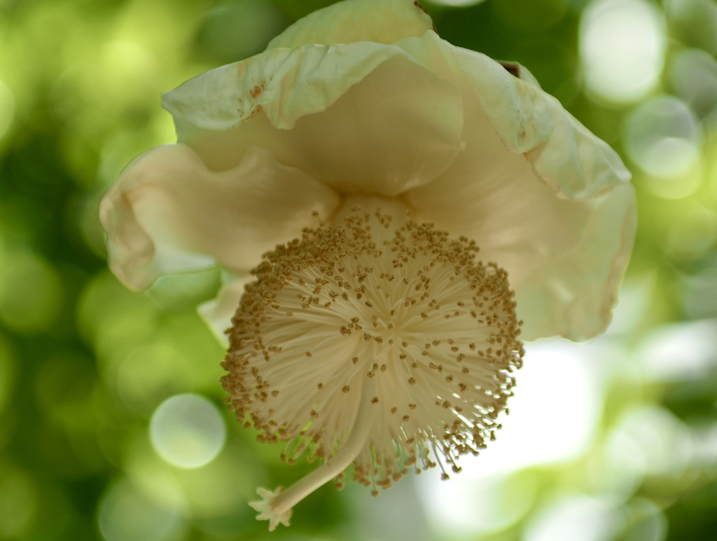 バオバブの花