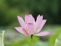 蓮池にて2