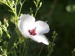 ヤノネボンテンカ