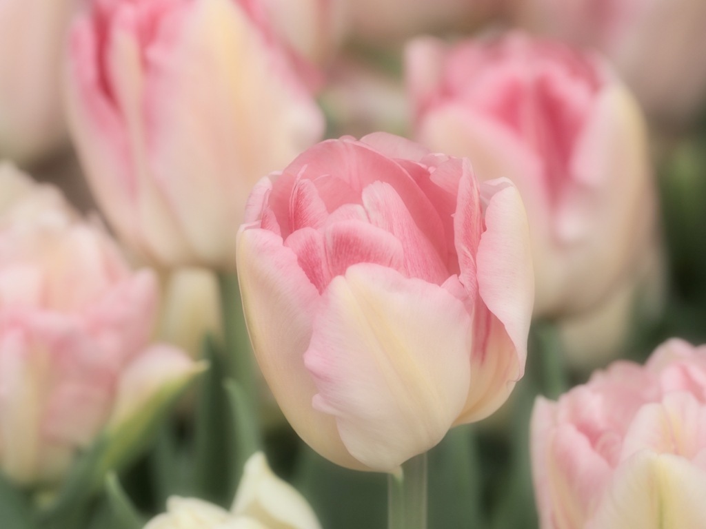 咲いた♪咲いた♪