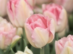 咲いた♪咲いた♪