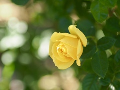 冬の黄バラ