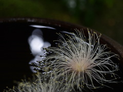 水に浮かぶサガリバナ