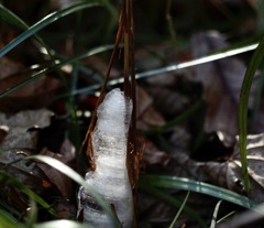 初撮り　シモバシラ