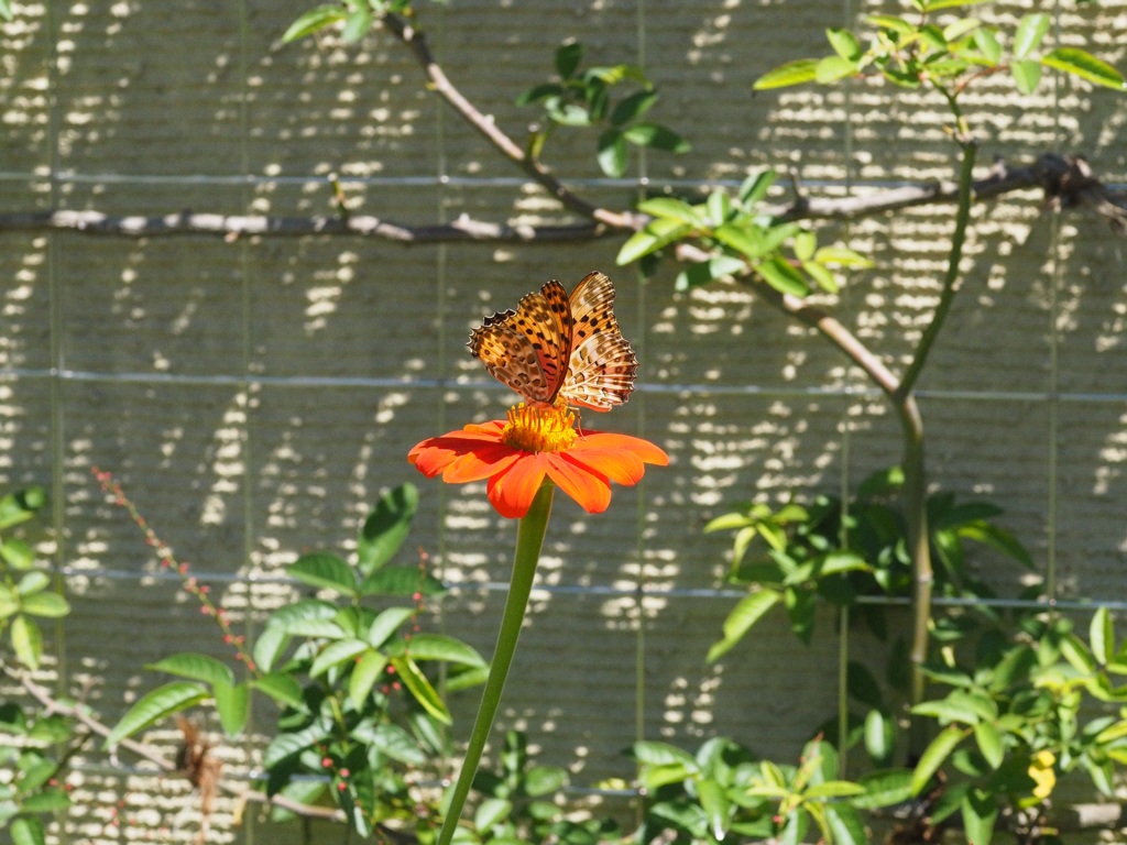 ヒョウモン蝶のダンス