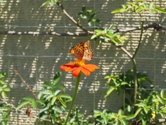 ヒョウモン蝶のダンス