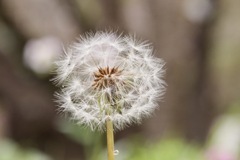 雨の日にひっそりと