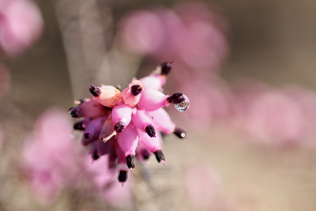 雨上がりのエリカ