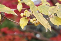 紅葉をバックに