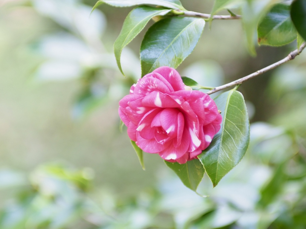 菊冬至