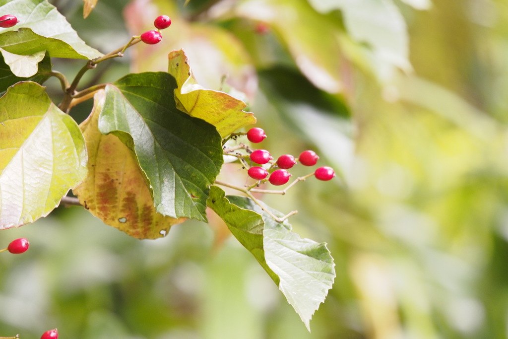 ハクサンボクの赤い実