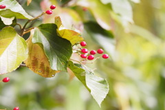 ハクサンボクの赤い実