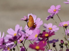 秋桜とツマグロヒョウモン
