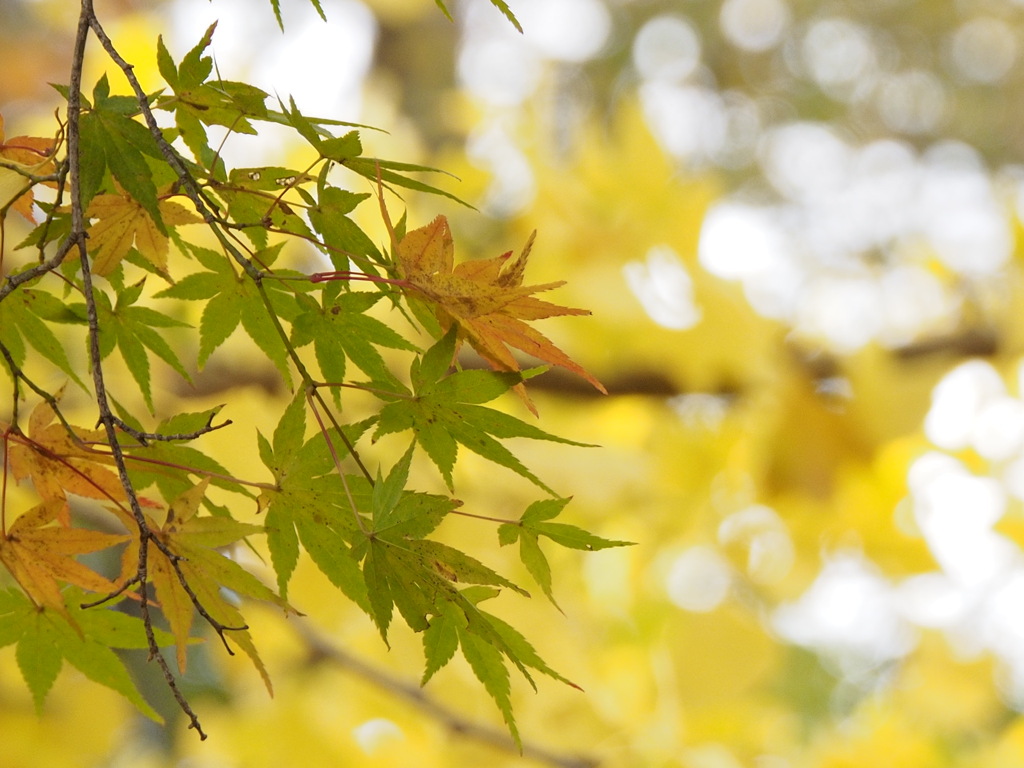 銀杏をバックに
