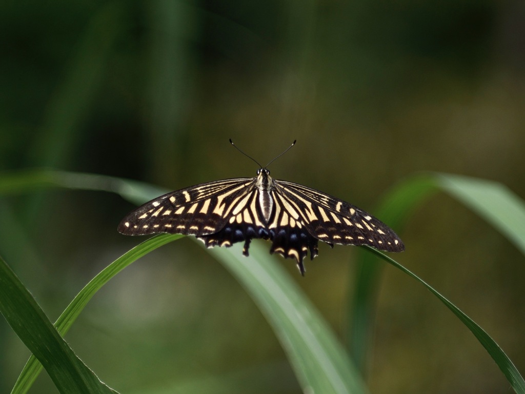 早く撮ってよ〜