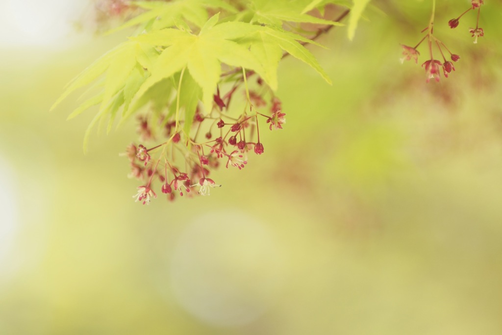 モミジの花