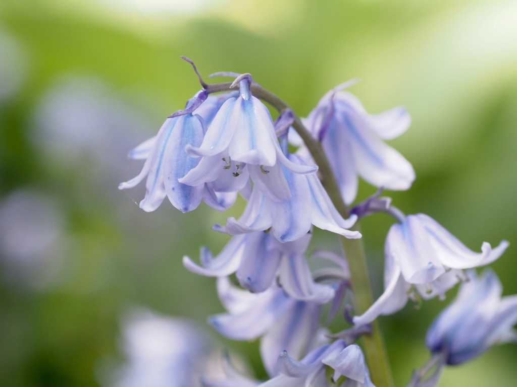 ツリガネズイセン