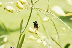 ヌバタマ（ヒオウギ）