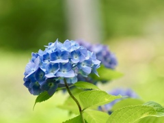 ブルーな紫陽花2