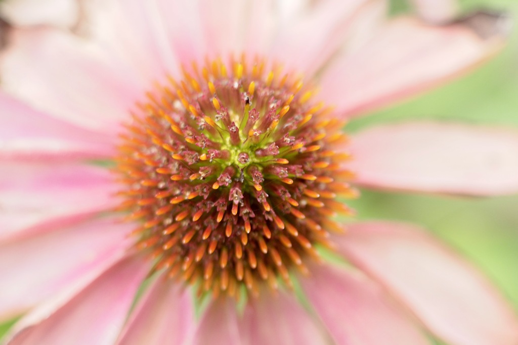 バレンギクの頭状花