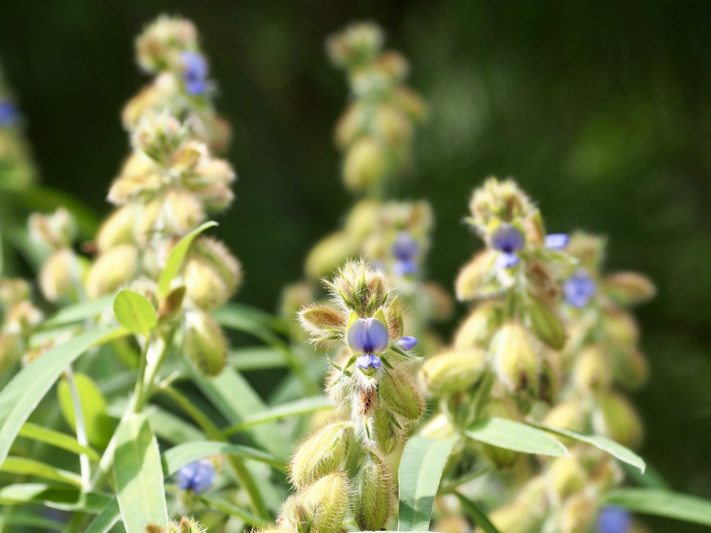 午後の恋人　　タヌキマメ