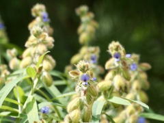 午後の恋人　　タヌキマメ