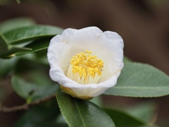 早春の草花展　つばき