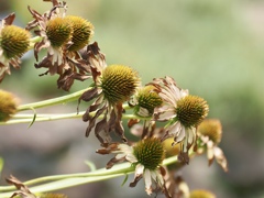 枯れてもムラサキバレンギク