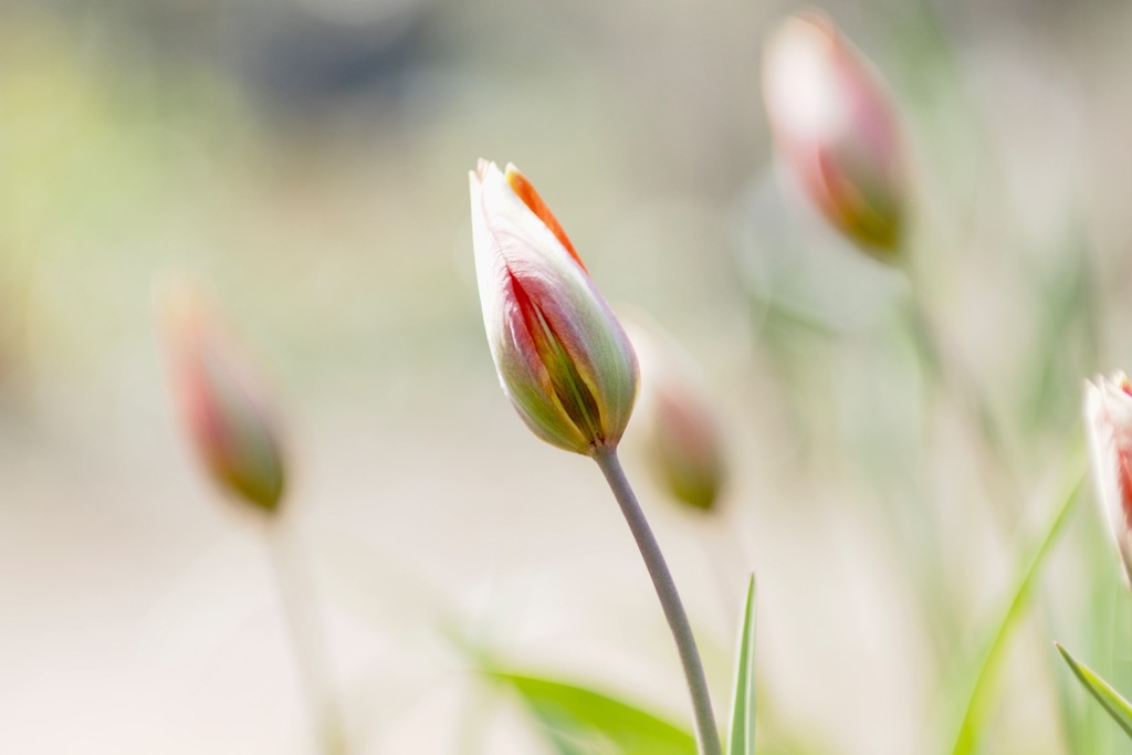 レディジェーン