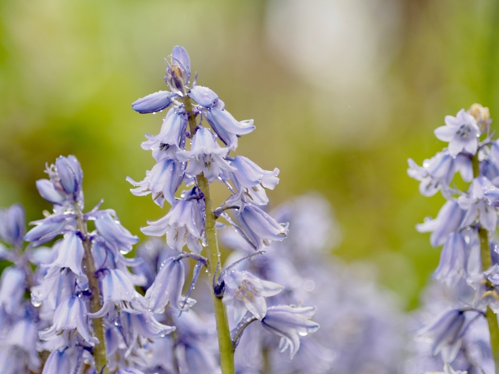 雨の日のツリガネズイセン