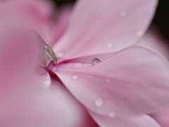 ピンクのシクラメン